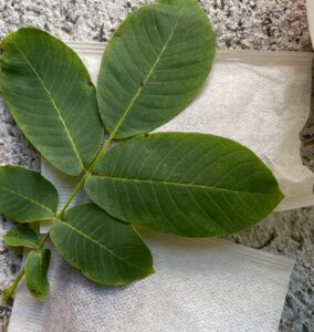 Nussblatt und Teesackerl mit Lavendel